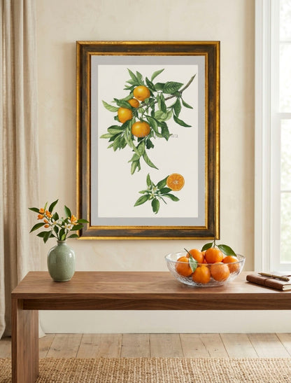 温州ミカン Citrus unshiu｜原寸大 ジクレープリント Giclée Print