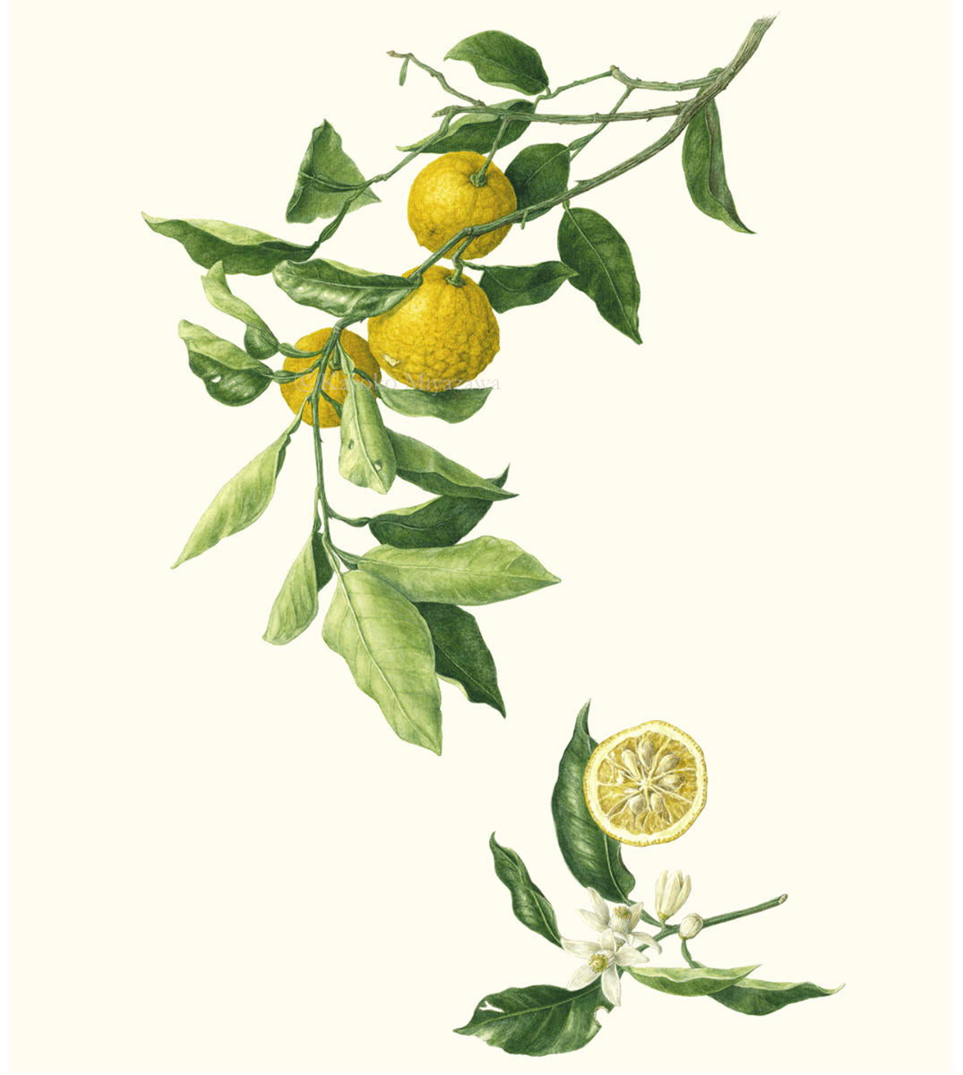 花柚子（ハナユズ）額装付き ジクレー印刷   Citrus hanayu, Framed, Giclee print